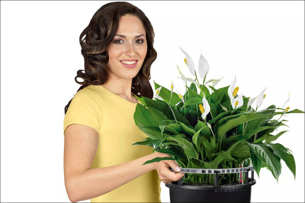 Lechuza and ADEZZ office planters
